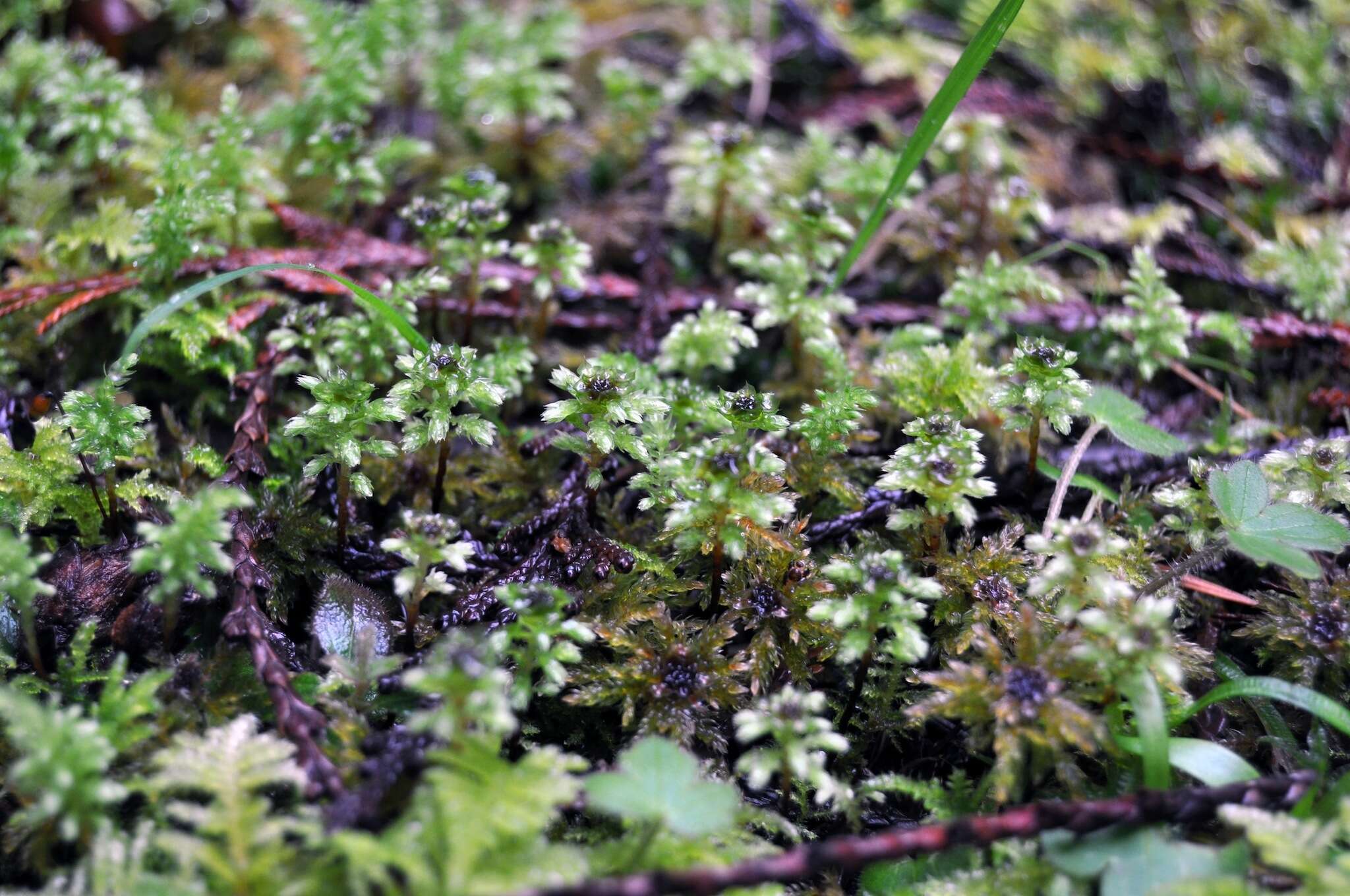 Image of leucolepis umbrella moss