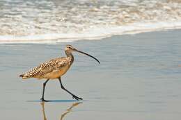 Image of Long-billed Curlew