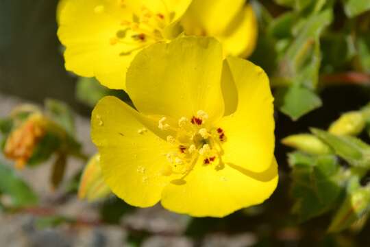 Image of Camissoniopsis cheiranthifolia (Hornem. ex Spreng.) W. L. Wagner & Hoch