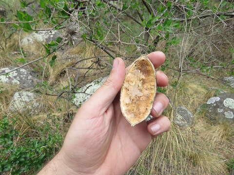 Imagem de Amphilophium carolinae (Lindl.) L. G. Lohmann