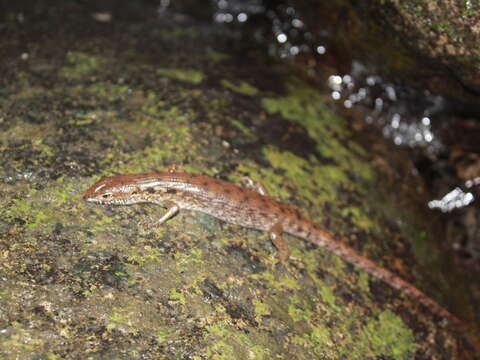 Tropidophorus beccarii Peters 1871的圖片