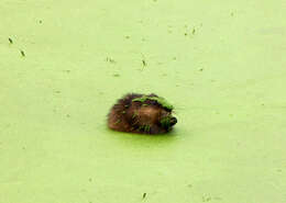 Image of muskrat