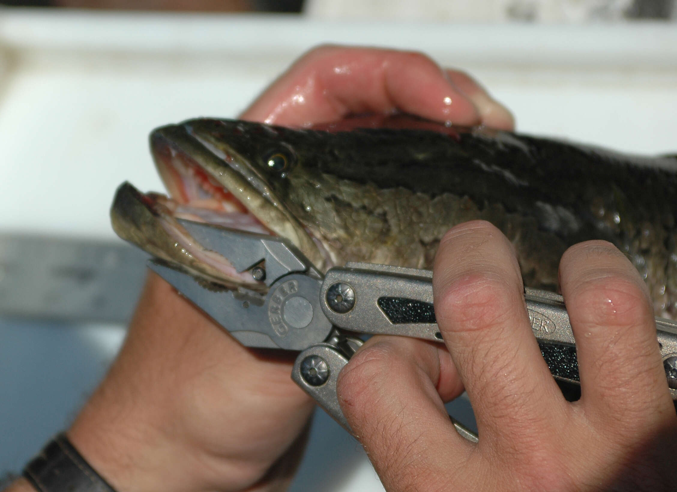 Image of Northern snakehead