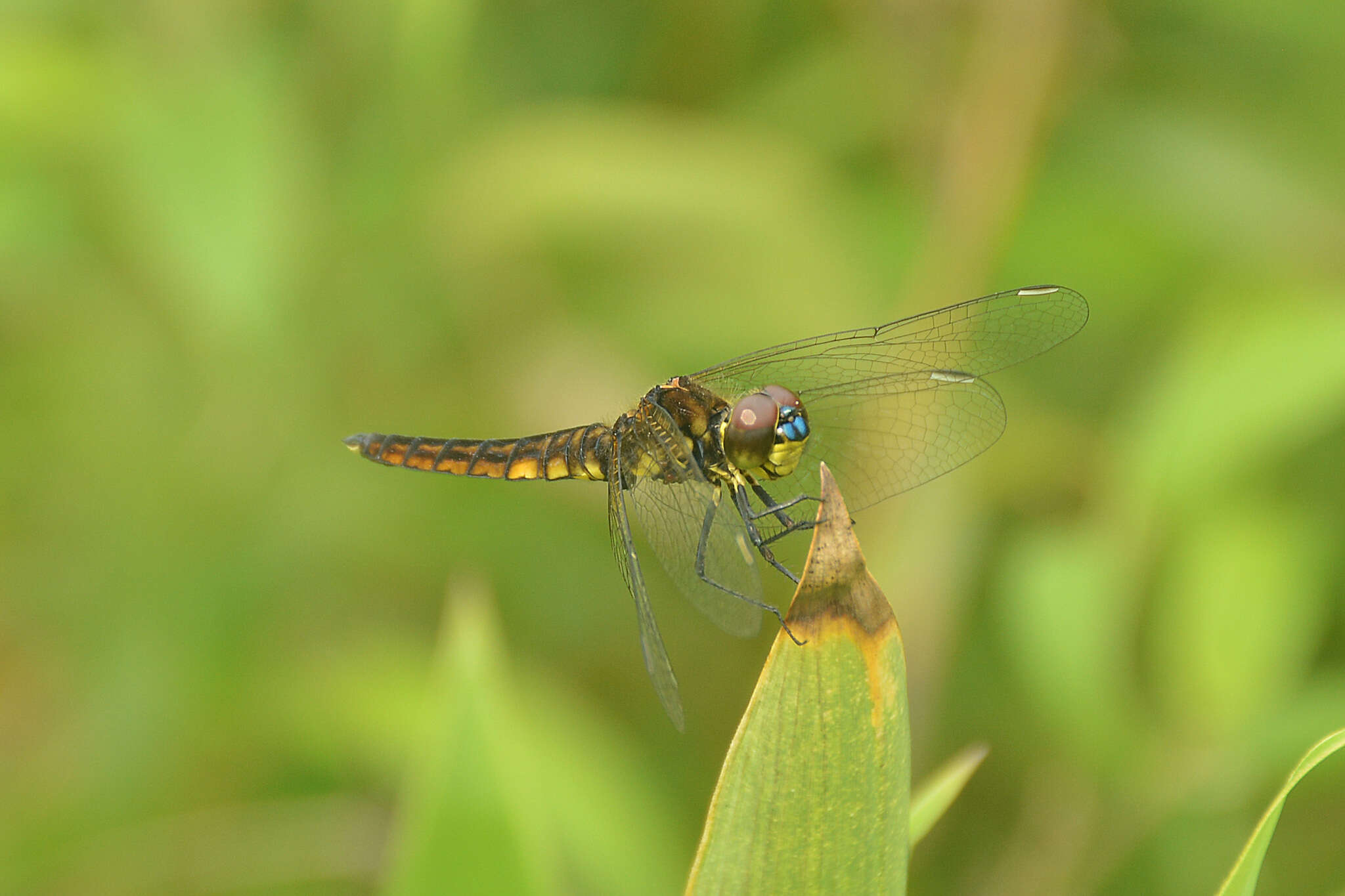 Image of Lyriothemis pachygastra (Selys 1878)