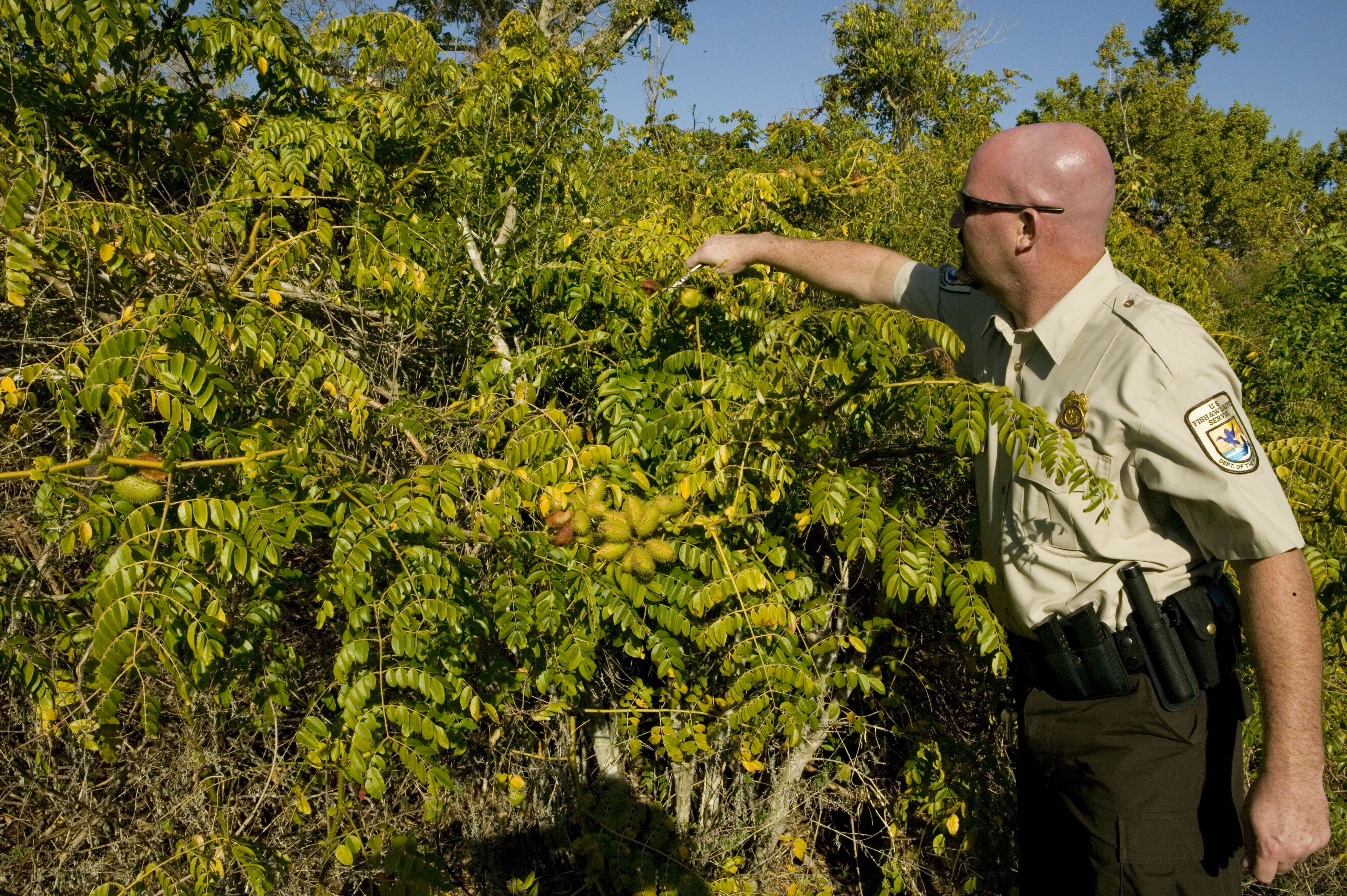 Image of Brown Nickarbean