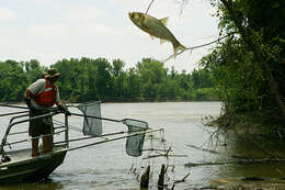 Image of silver carp