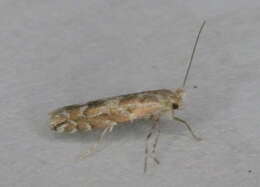 Image of Aspen Leaf Blotch Miner Moth
