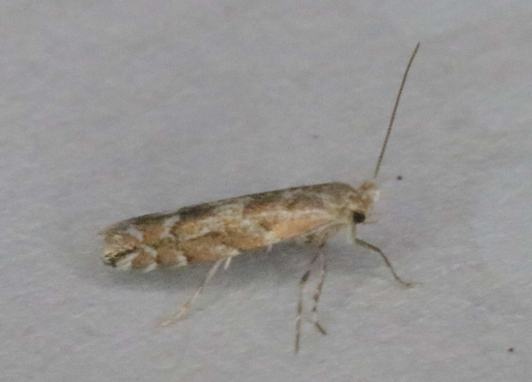 Image of Aspen Leaf Blotch Miner Moth