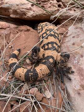 Image of Banded gila monster