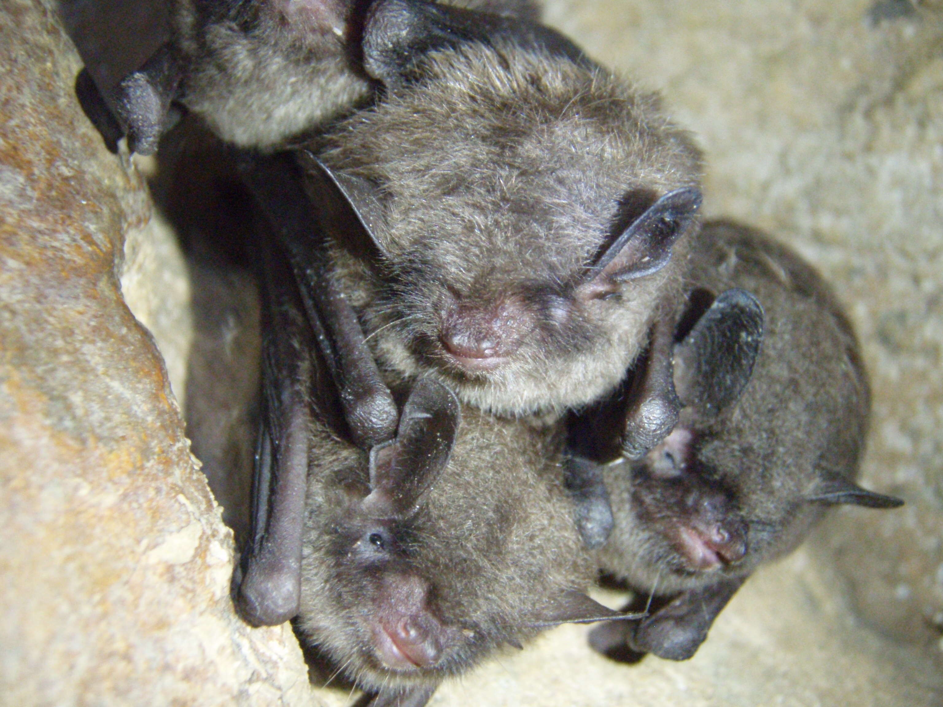 Image de Myotis sodalis Miller & G. M. Allen 1928