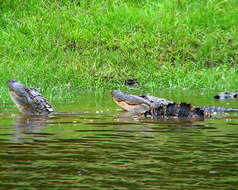 Image of alligators