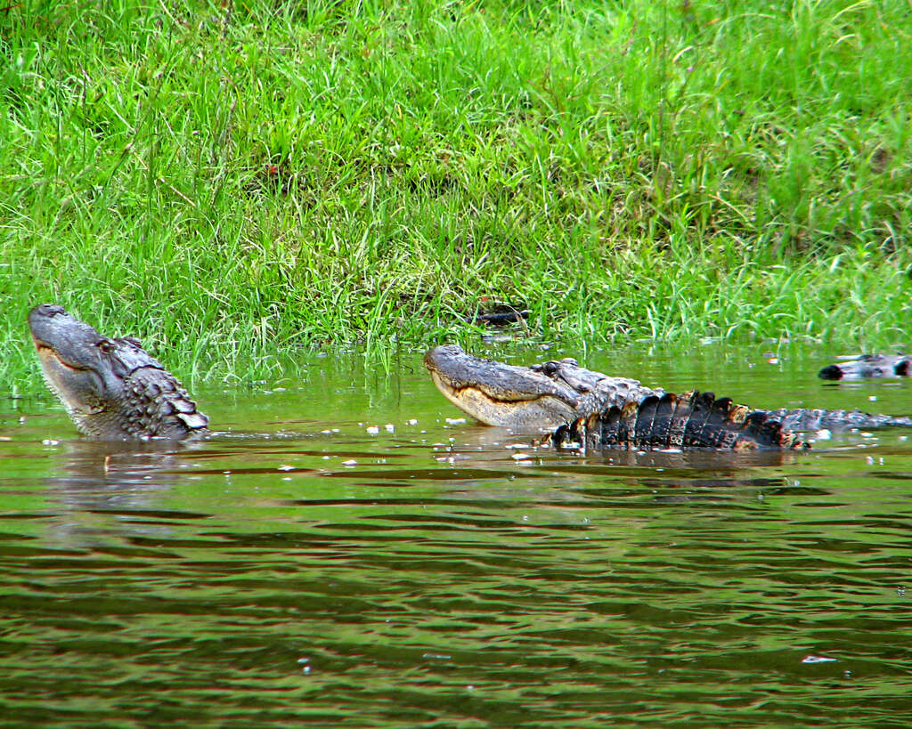 Image of alligators