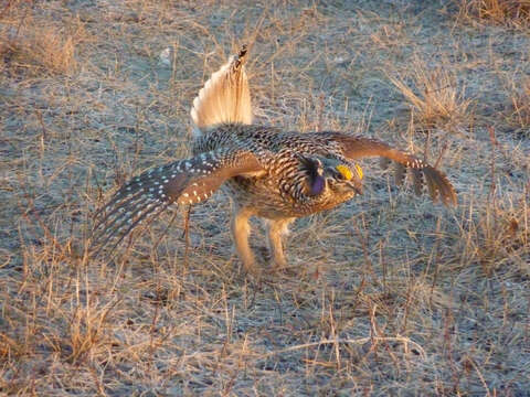 Image of Sharp-tailed Grouse