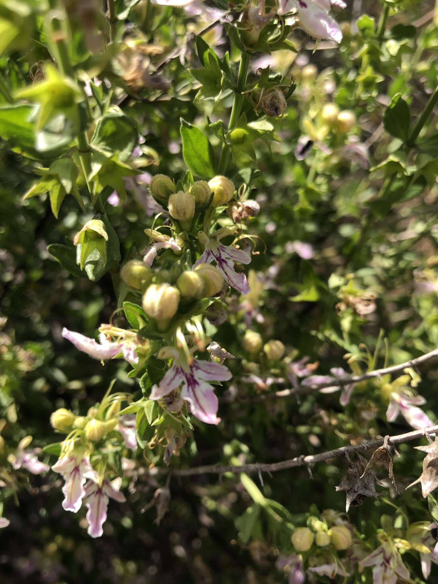 Teucrium bicolor Sm. resmi