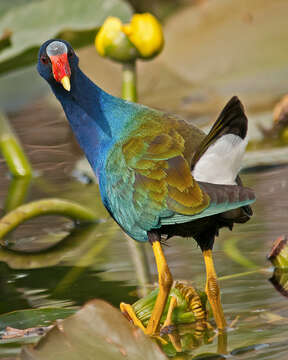 Image of American Purple Gallinule