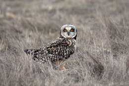 Image de Hibou des marais