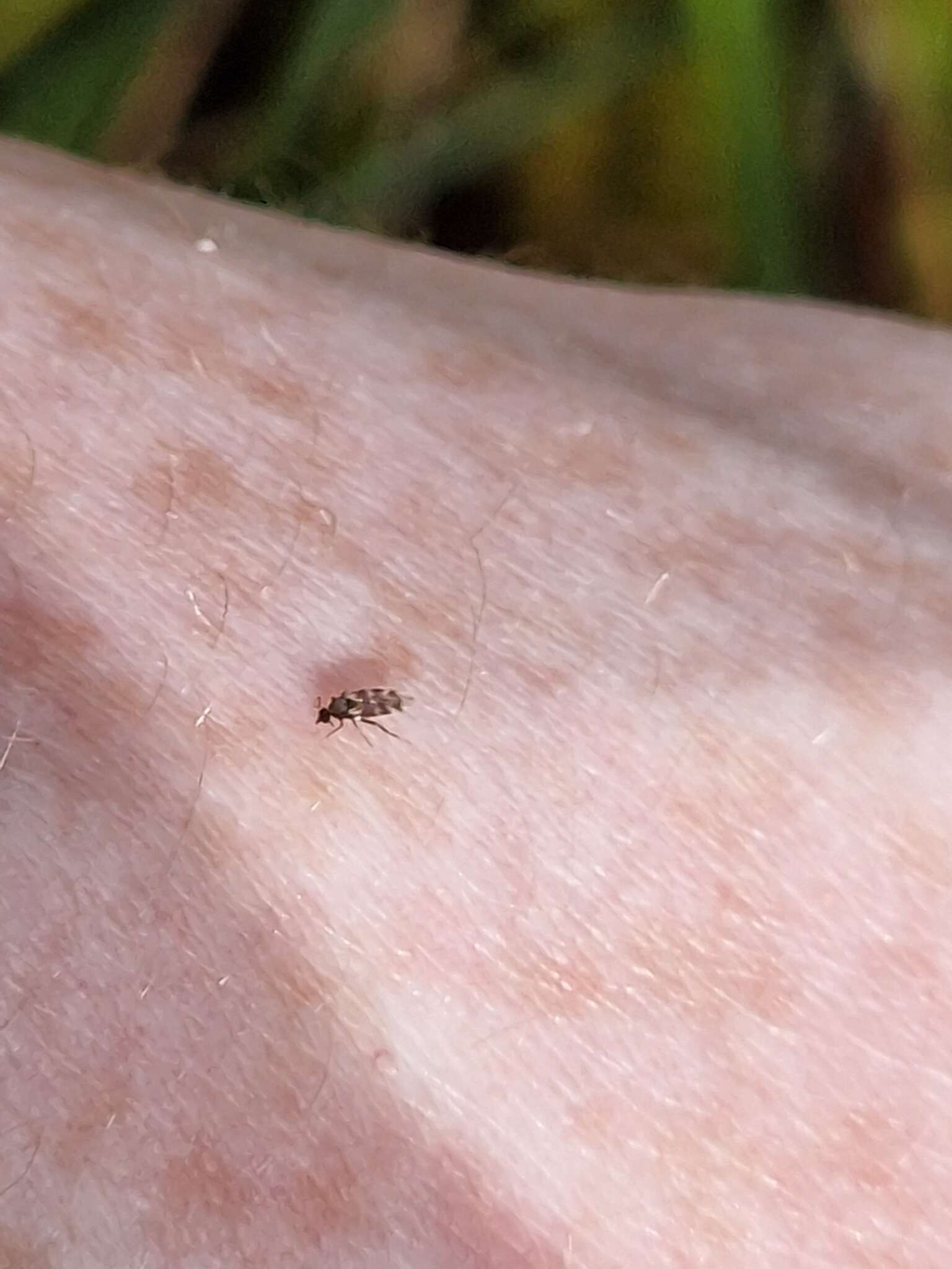 Image of Highland midge