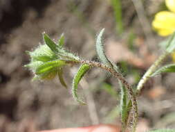 Image of woodland tidytips