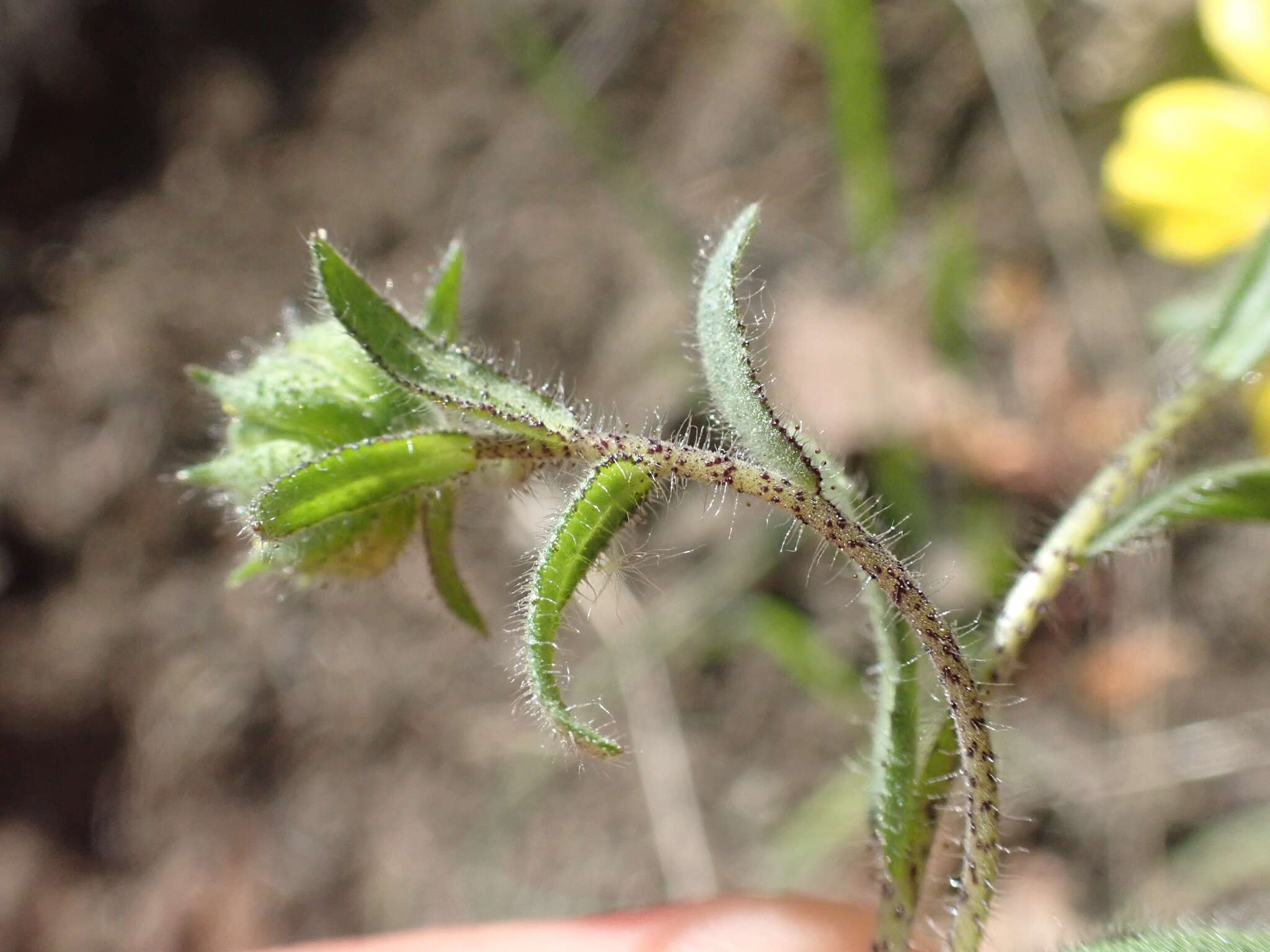 Image of woodland tidytips