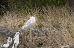 Image of Snowy Owl