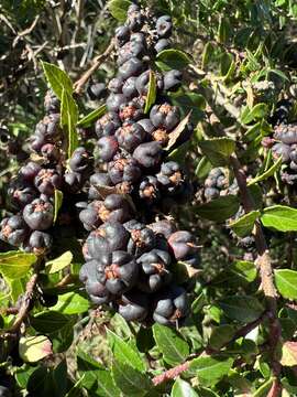 Image of Gaultheria phillyreifolia (Pers.) Sleum.