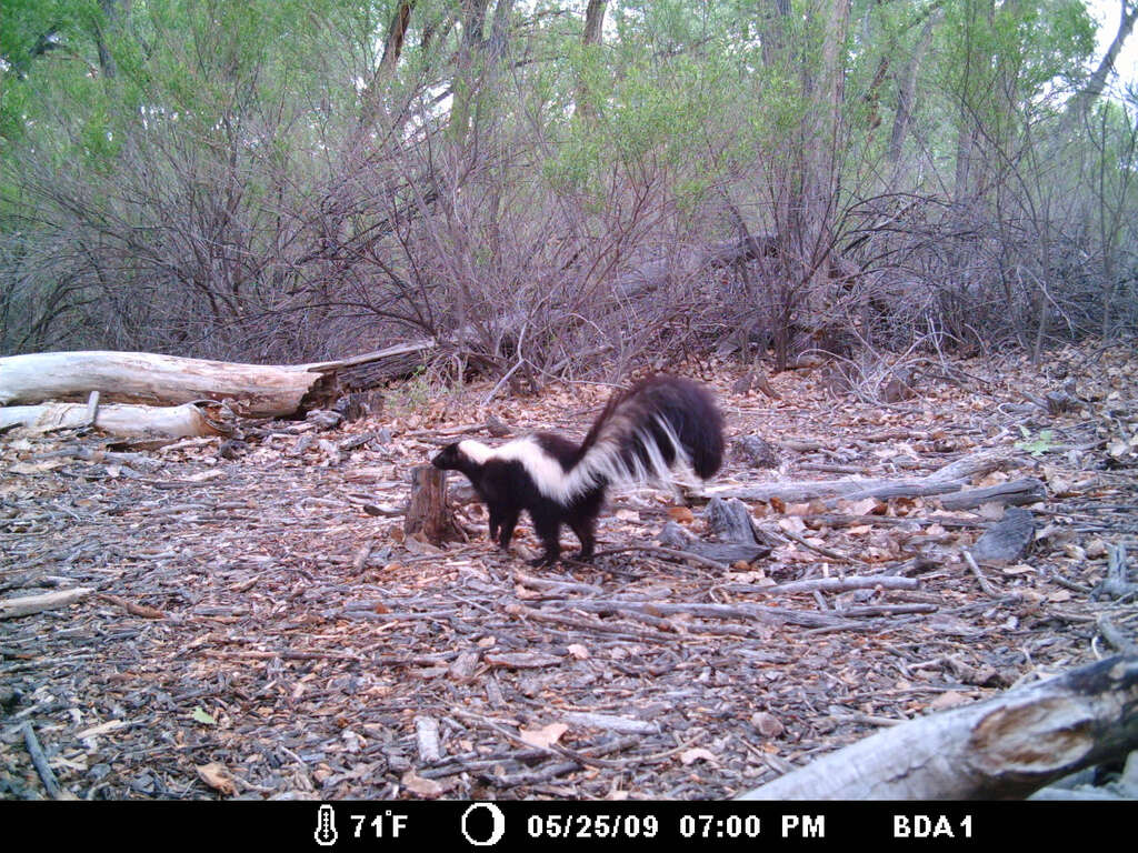 Image of Hooded and Striped Skunks