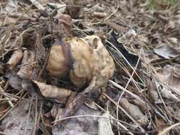 Image of Helvella fusca Gillet 1879