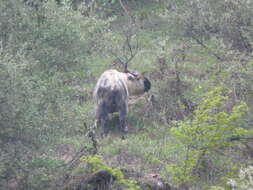 Image of Sichuan takin