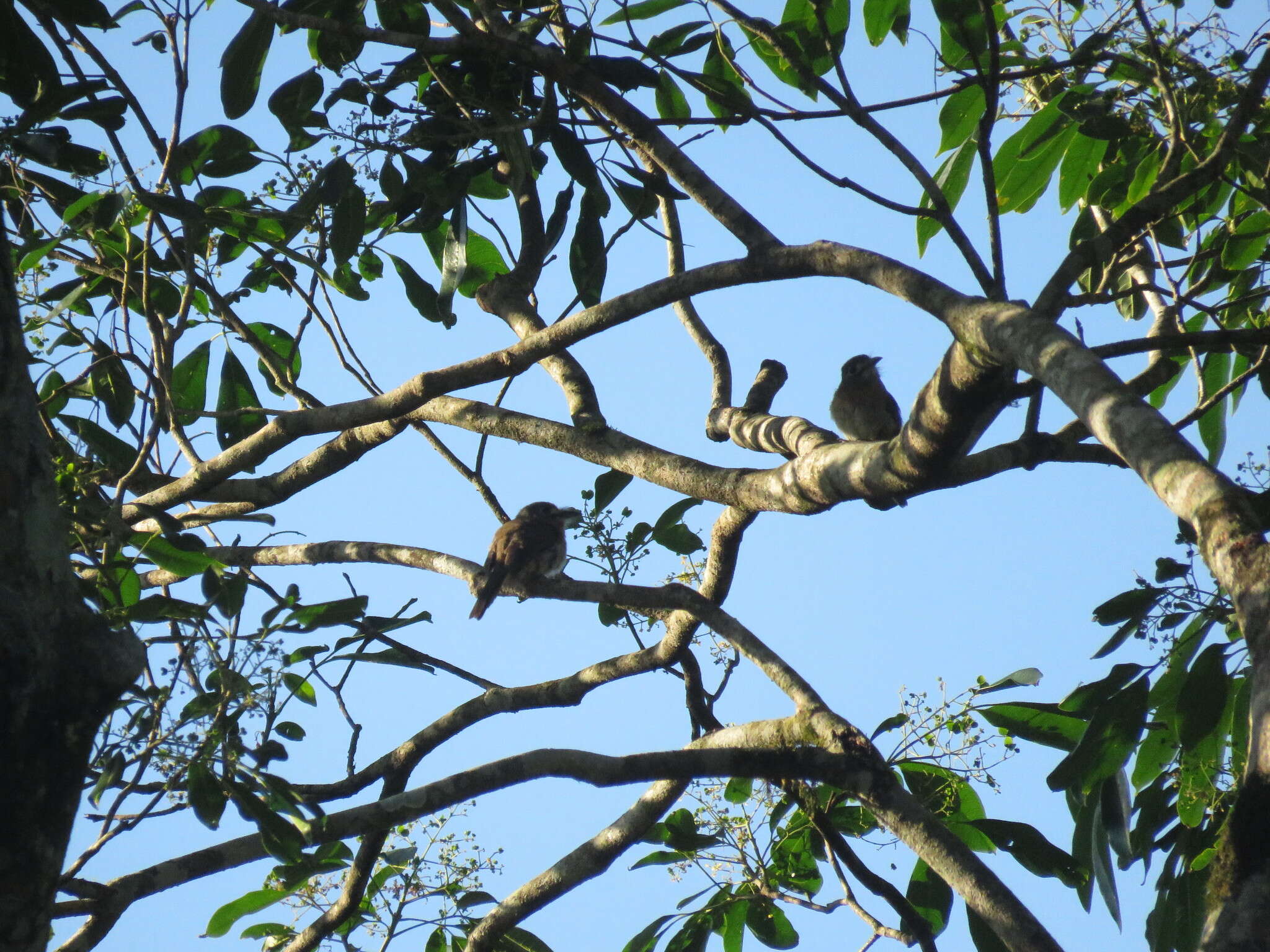 Image of Rusty-breasted Nunlet