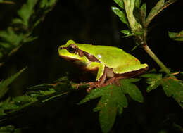 Image of Hyla annectans (Jerdon 1870)