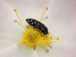 Image of Acmaeodera degener (Scopoli 1763)