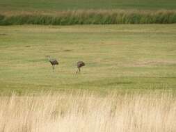 Image of Sandhill Crane