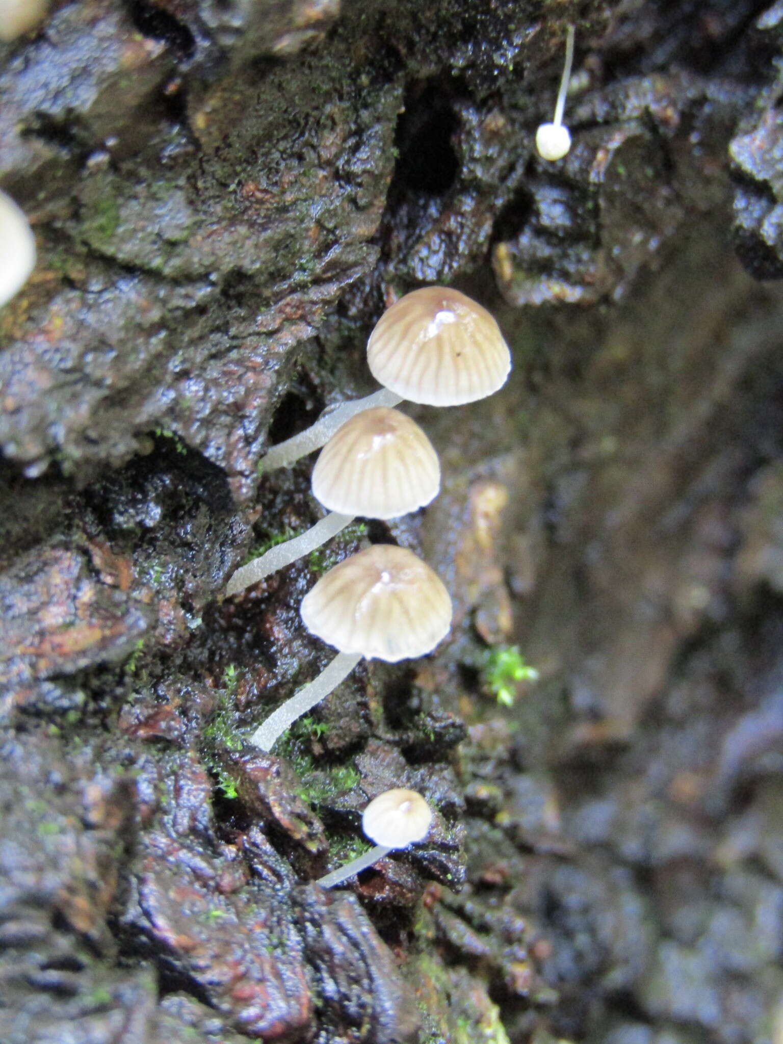 Image of Phloeomana hiemalis (Osbeck) Redhead 2016