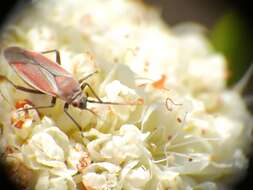 Lopidea marginata Uhler 1894 resmi