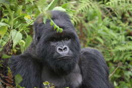 Image of Mountain Gorilla