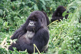 Image of Mountain Gorilla