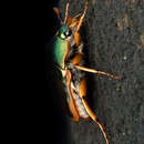 Image of Mycterophallus duboulayi (Thomson 1878)