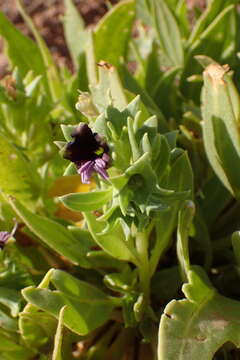 Image of henbane