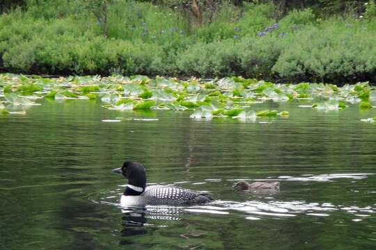 Image of loons