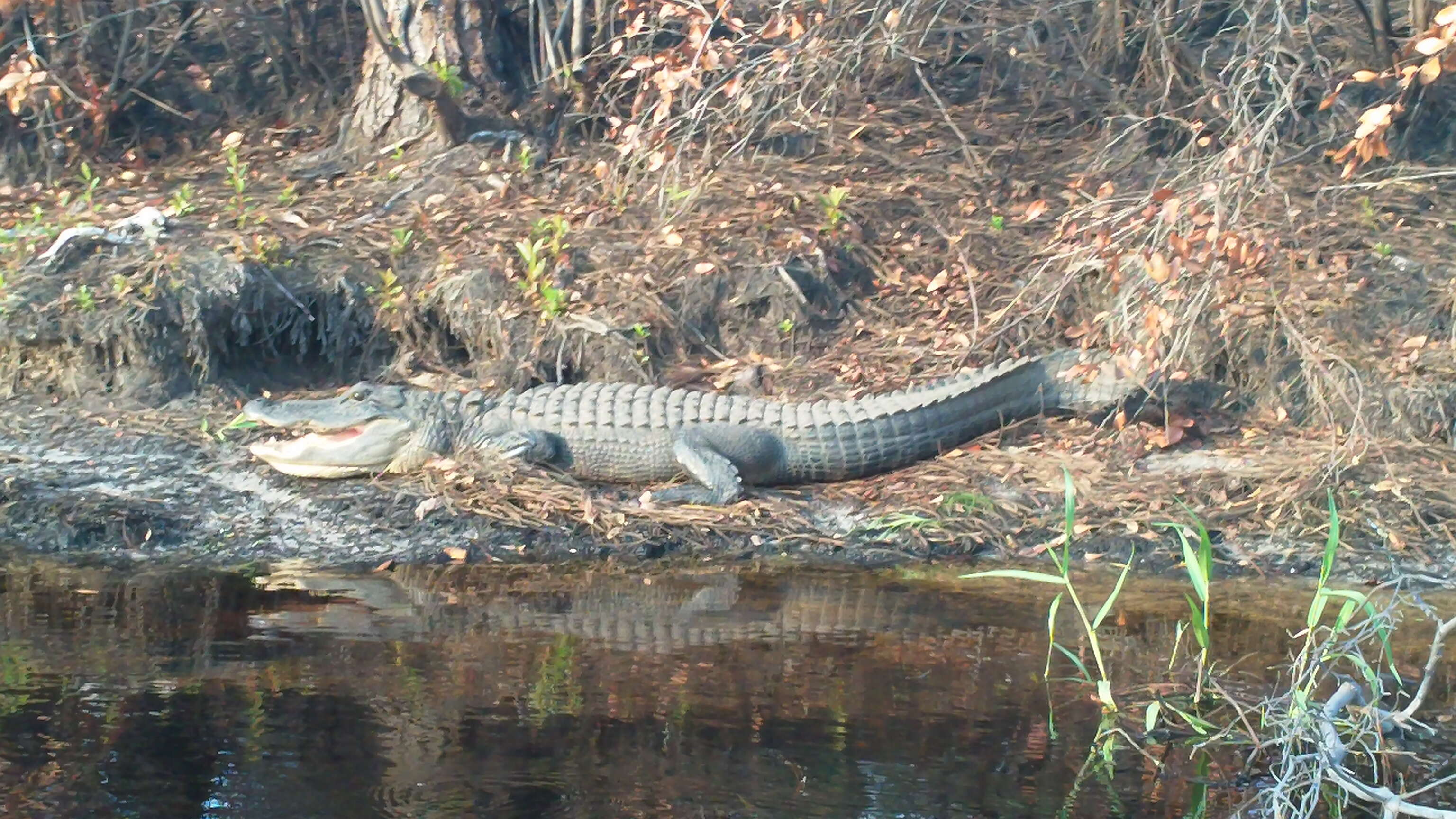 Image of alligators