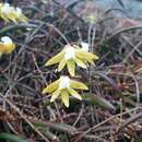 Image of Streaked rock orchid