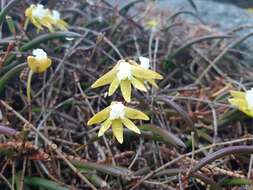 Dendrobium striolatum Rchb. fil. resmi