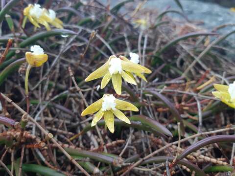 Imagem de Dendrobium striolatum Rchb. fil.