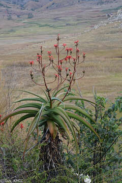 صورة Aloe vaombe Decorse & Poiss.