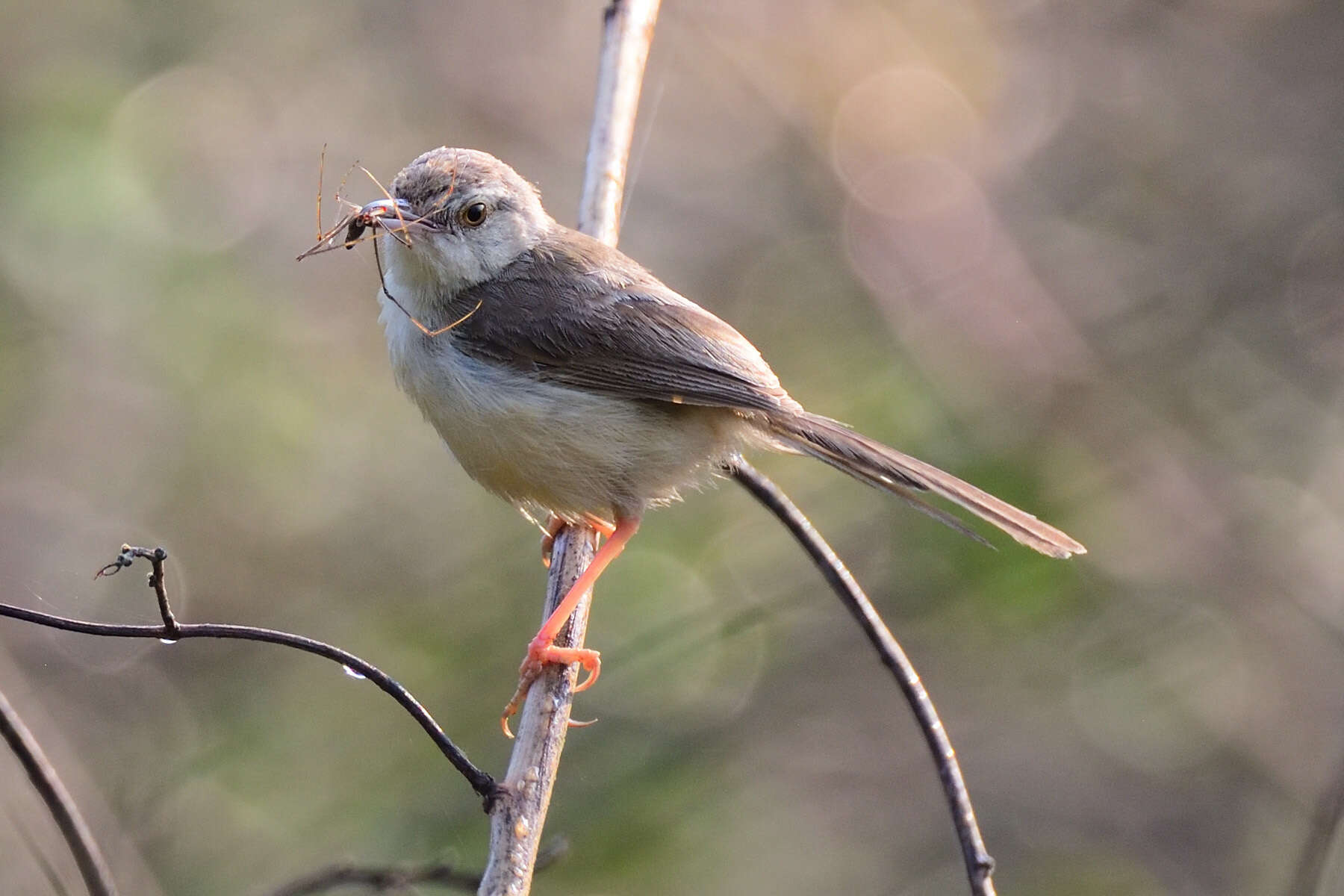 Image of Jungle Prinia