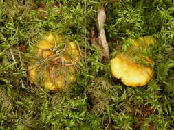 Image of Cantharellus cibarius Fr.