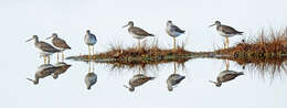 Image of Greater Yellowlegs