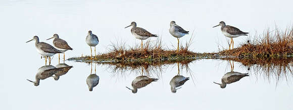 Image of Greater Yellowlegs