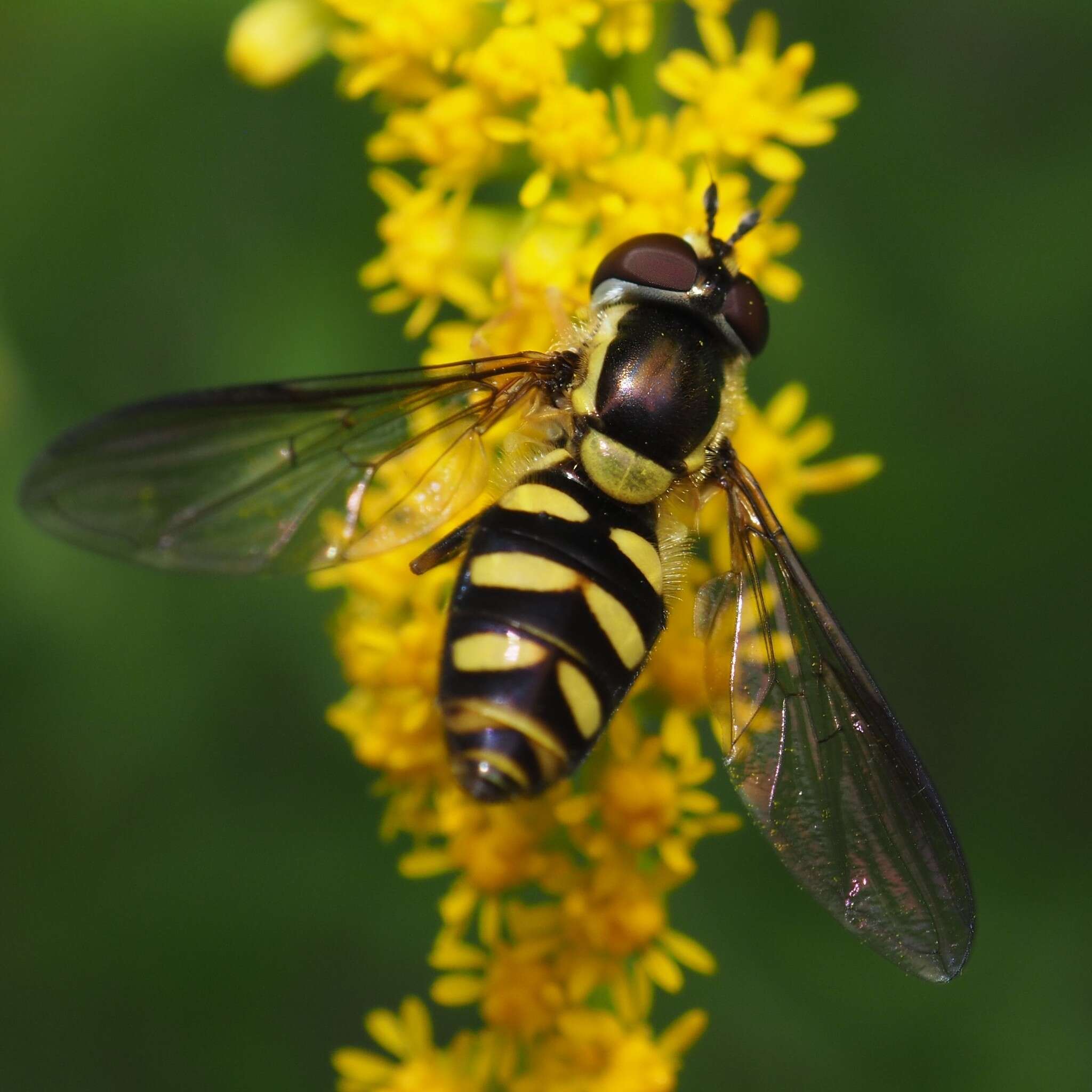 <i>Epistrophella emarginata</i> resmi