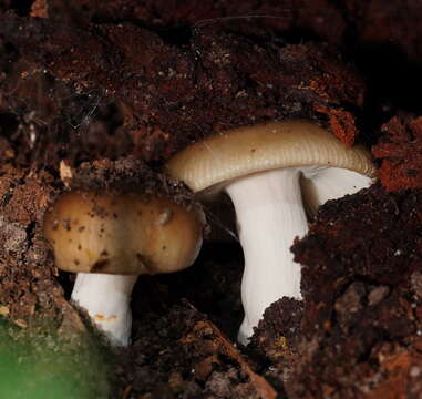 Image of Russula neerimea Grgur. 1997